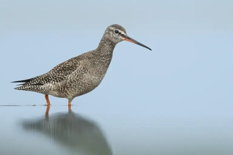 svartsnäppa - (spotted -redshank) - disig morgon