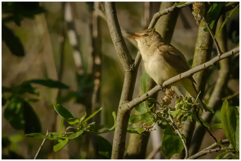 Busksångare - (Blyth’s Reed Warbler)