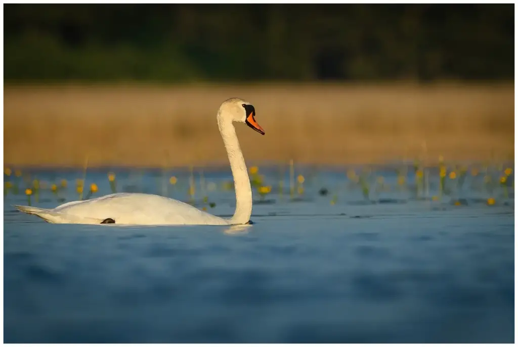 Knölsvan - (Mute Swan) - i vattnet