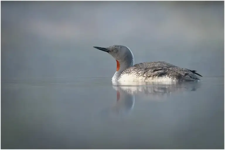 Smålom - (Red-throated Diver) - ligger på vattnet i en tjärn