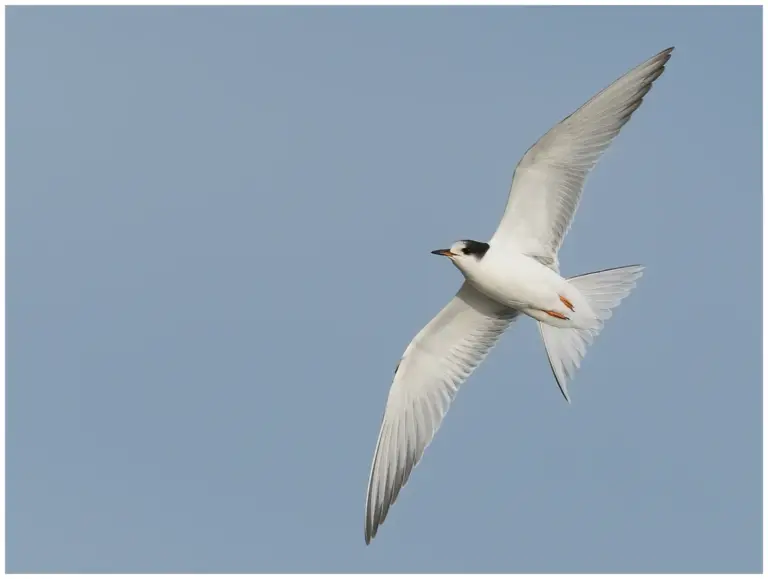 Fisktärna - (Common Tern) - ungfågel