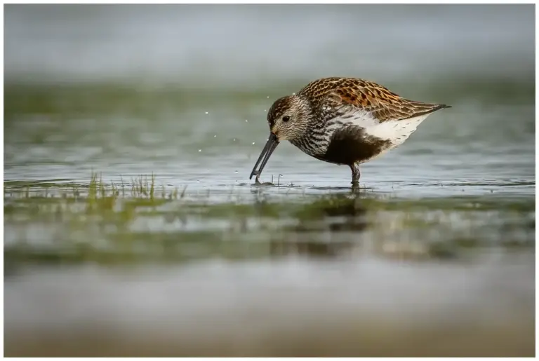 karrsnappa - (calidris alpina)