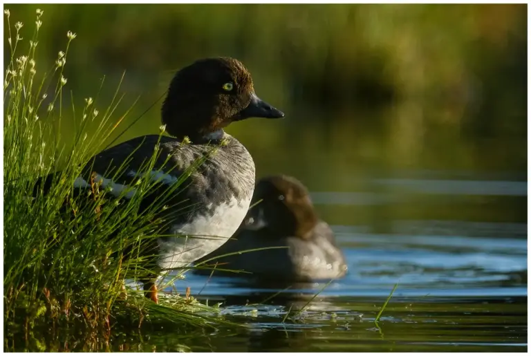 Knipa - (Common Goldeneye) - adult med en ungfågel