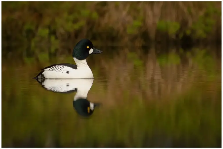 Knipa - (Common Goldeneye) -hane simmar på vattnet.