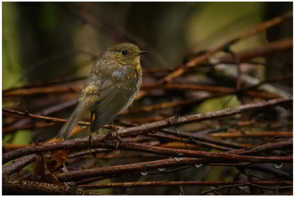 Rödhake - (European Robin) - ungfågel