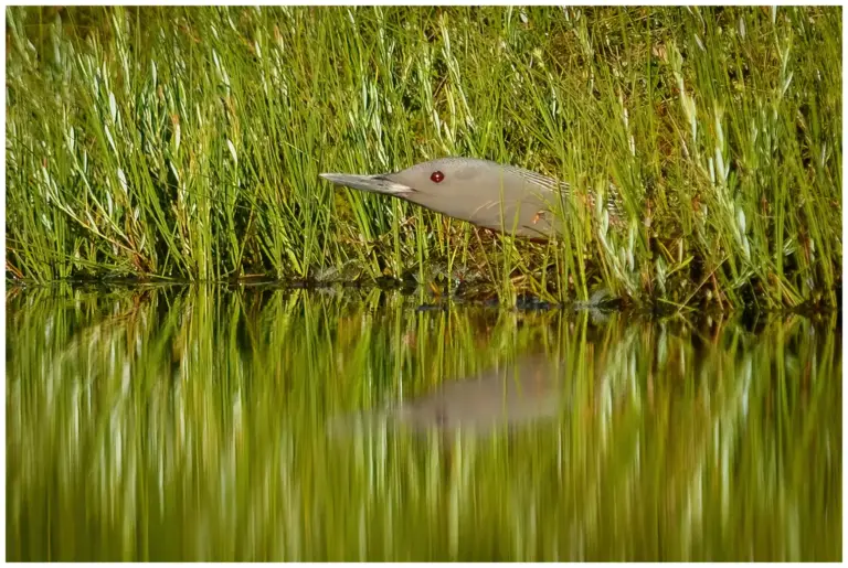 smålom - (red-throated diver)