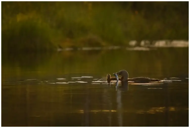 smålom - (red-throated diver)