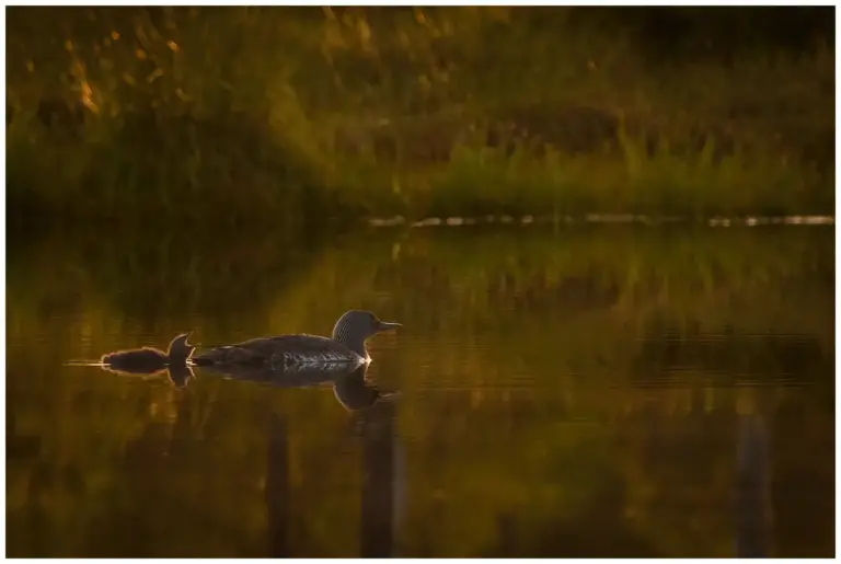 smålom - (red-throated diver)