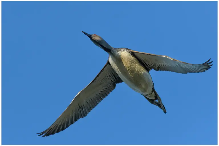 smålom - (red-throated diver)