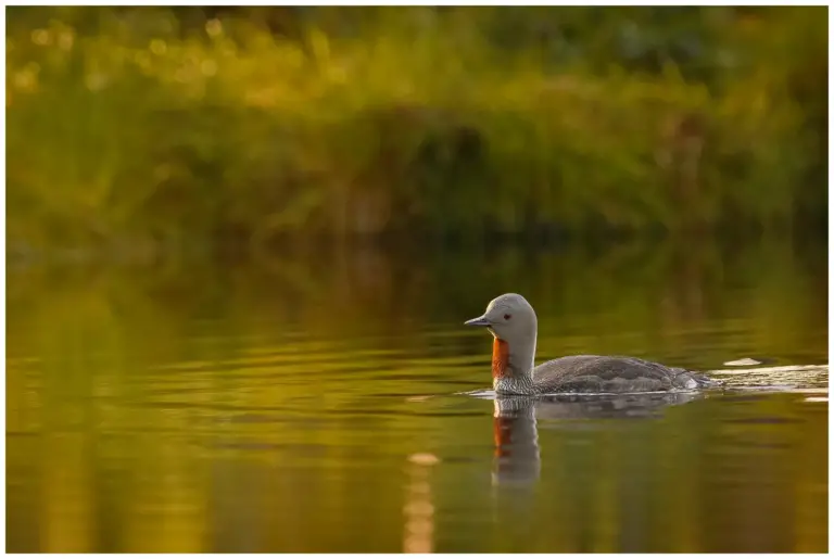 smålom - (red-throated diver)