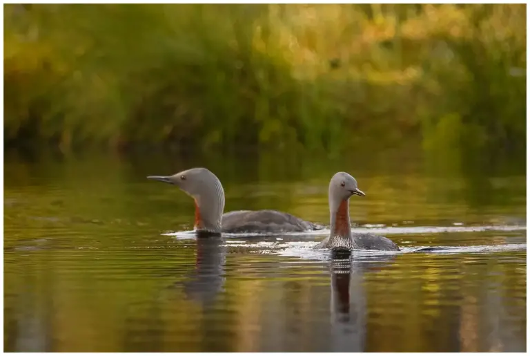 smålom - (red-throated diver)