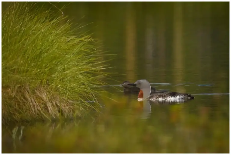 smålom - (red-throated diver) - vuxen med en ungfågel liggandes i vattnet