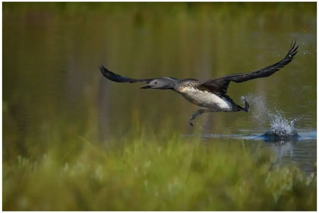 smålom - (red-throated diver) - vuxen som springer på vattnet för att börja flyga