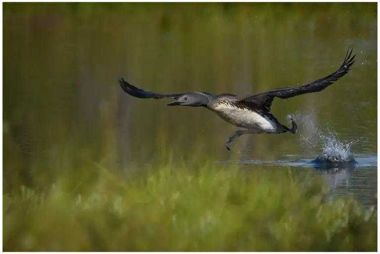 smålom - (red-throated diver)