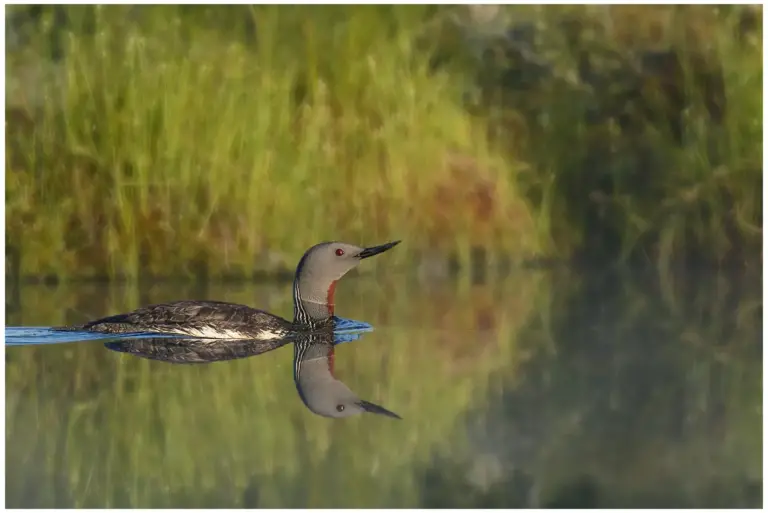 smålom - (red-throated diver)