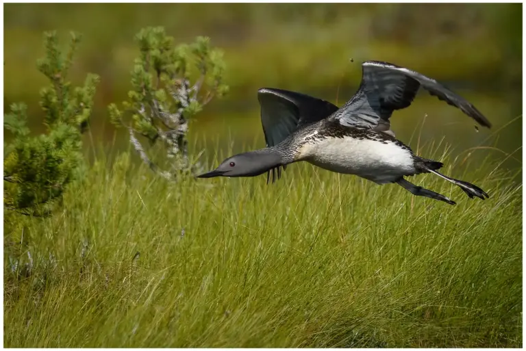 smålom - (red-throated diver)