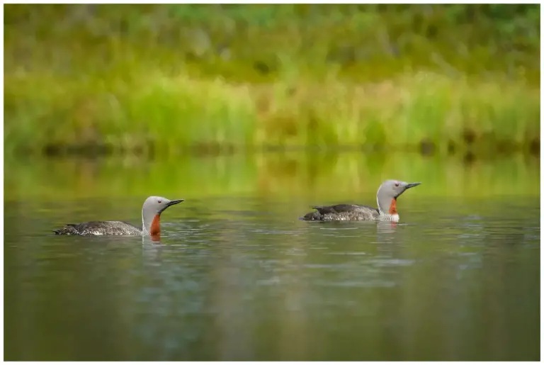 smålom - (red-throated diver)