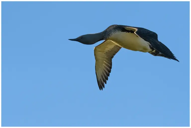 smålom - (red-throated diver)