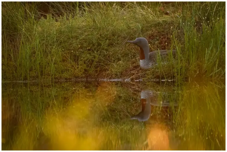 smålom - (red-throated diver)