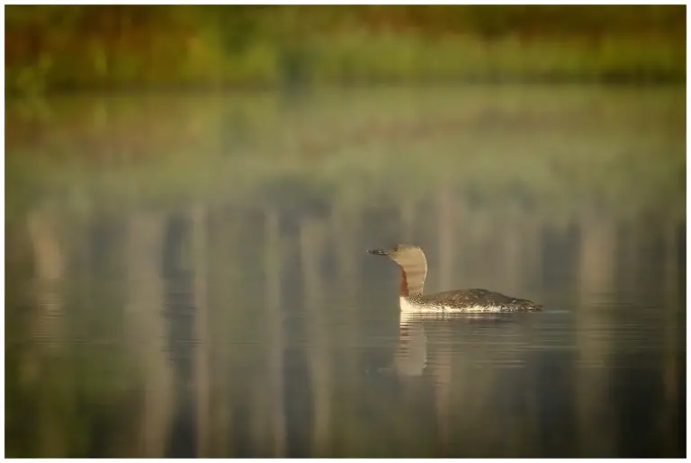 smålom - (red-throated diver)