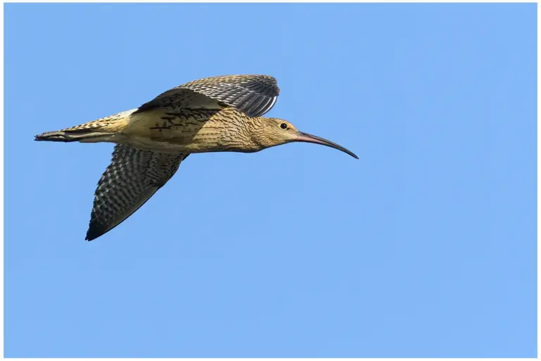 flygande - Storspov - (Eurasian Curlew)