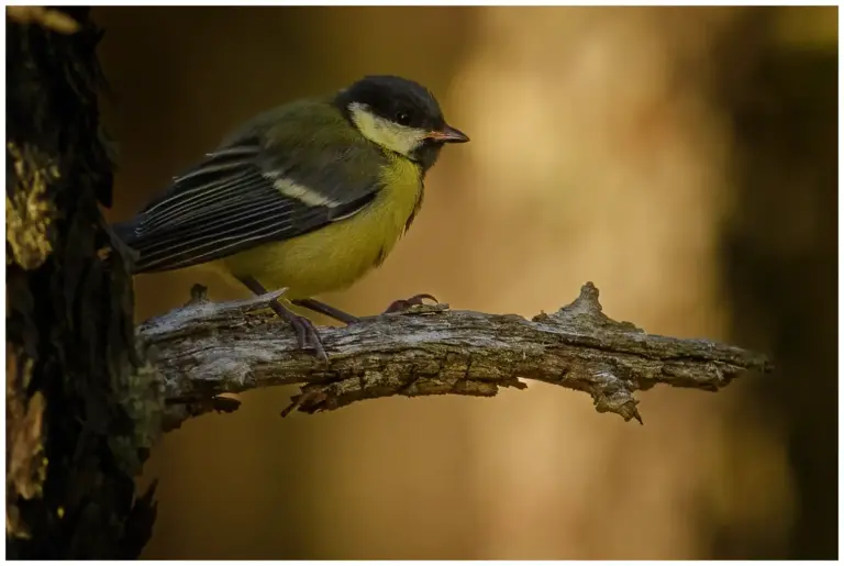  Talgoxe - (Great Tit) - ungfågel