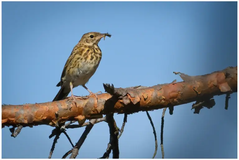 Trädpiplärka - (Tree Pipit)