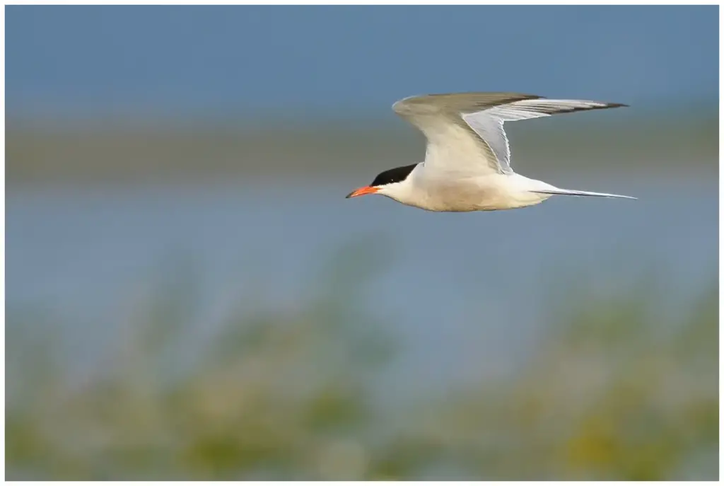 Fisktärna - (Common Tern)