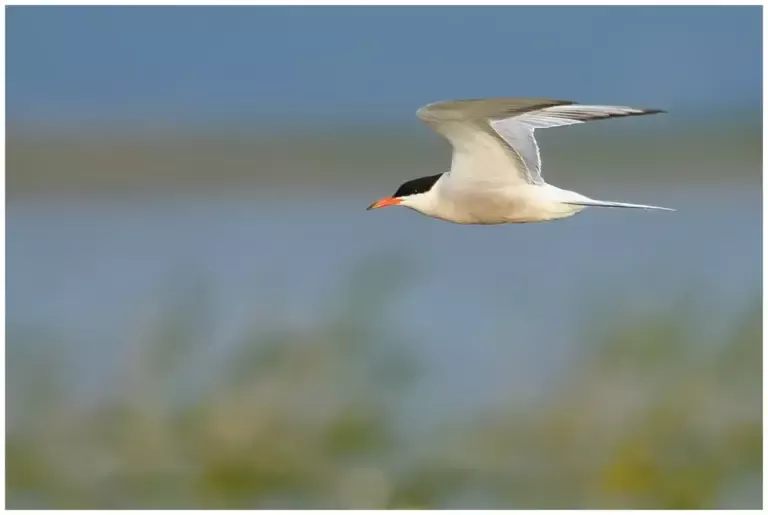 Fisktärna - (Common Tern)