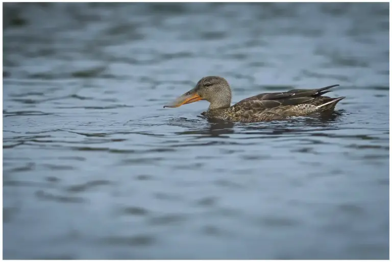 Skedand - (Northern Shoveler)