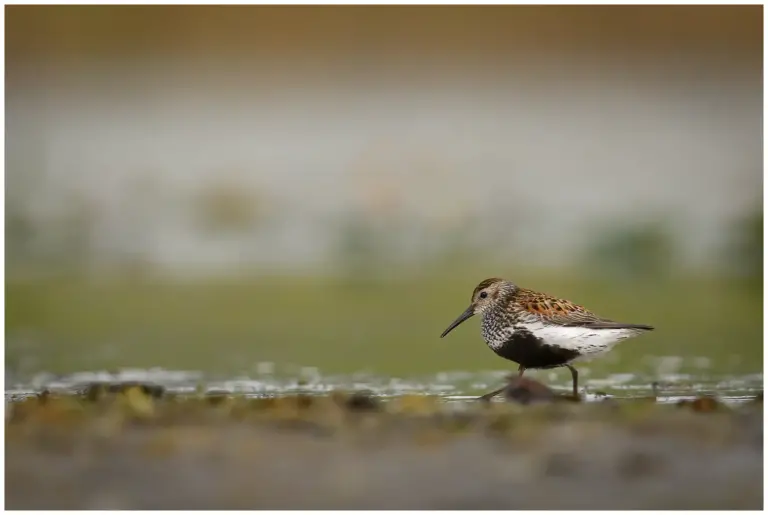 karrsnappa - (calidris alpina)