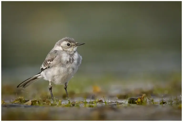 Sädesärla - White Wagtail