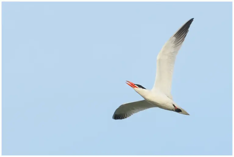 Skräntärna - (Caspian Tern)