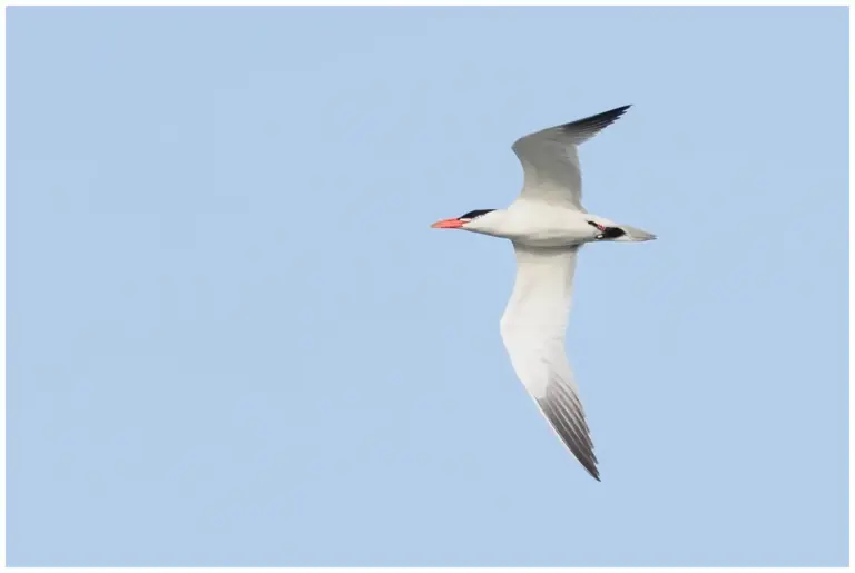 Skräntärna - (Caspian Tern)