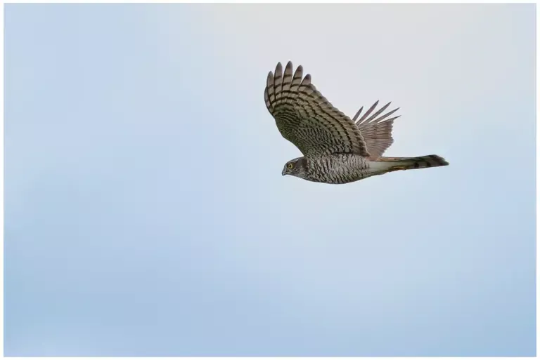 Sparvhök - Eurasian Sparrowhawk