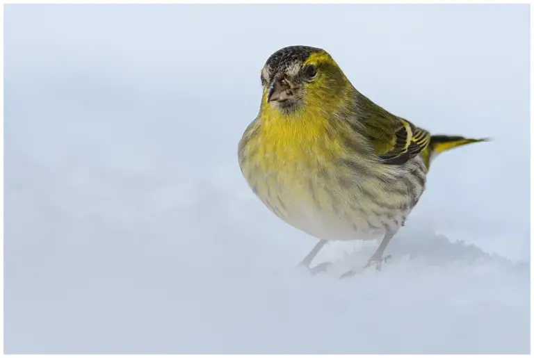 grönsiska i vinter landskap