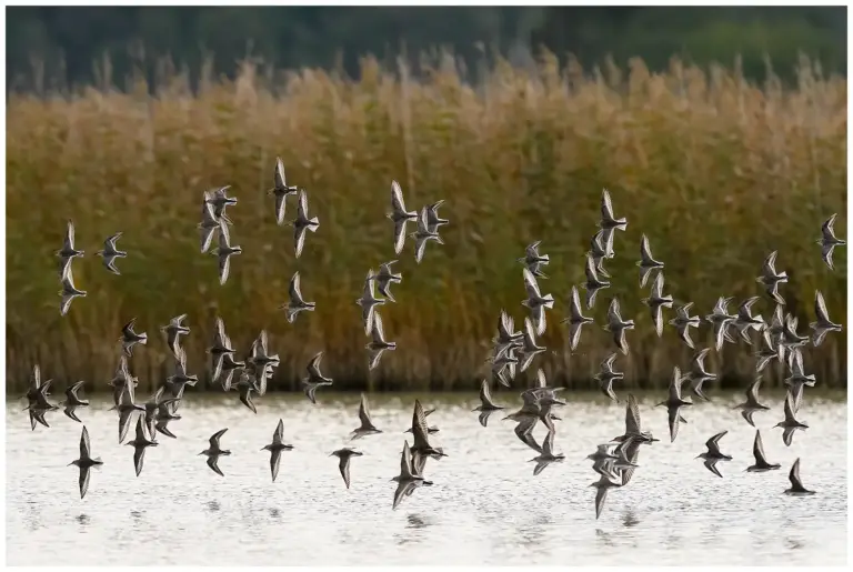 karrsnappa - (calidris alpina) - en flock