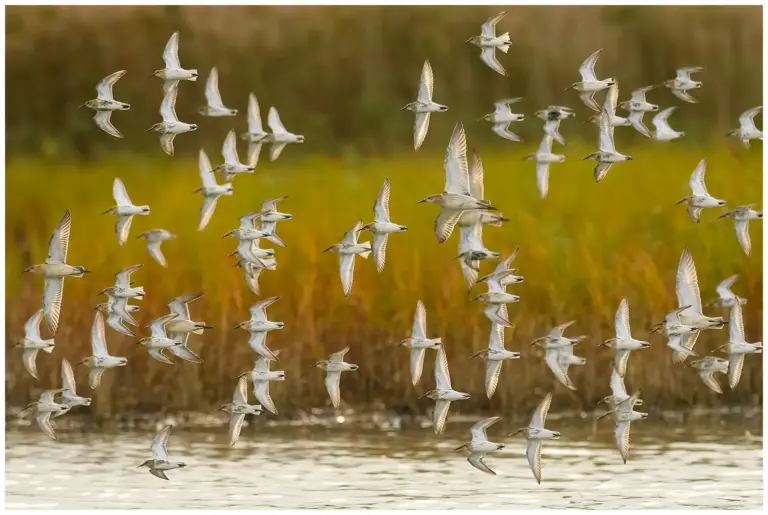 karrsnappa - (calidris alpina)