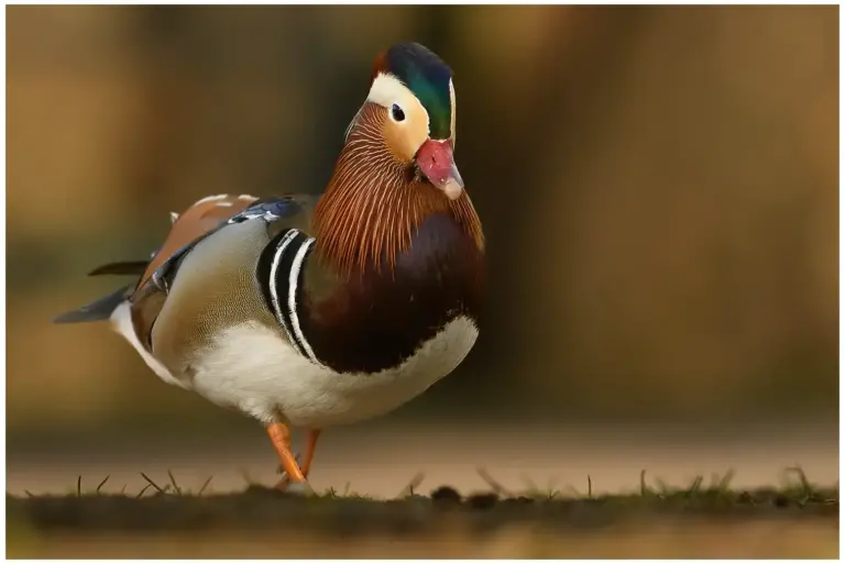 mandarinand - (mandarin duck)