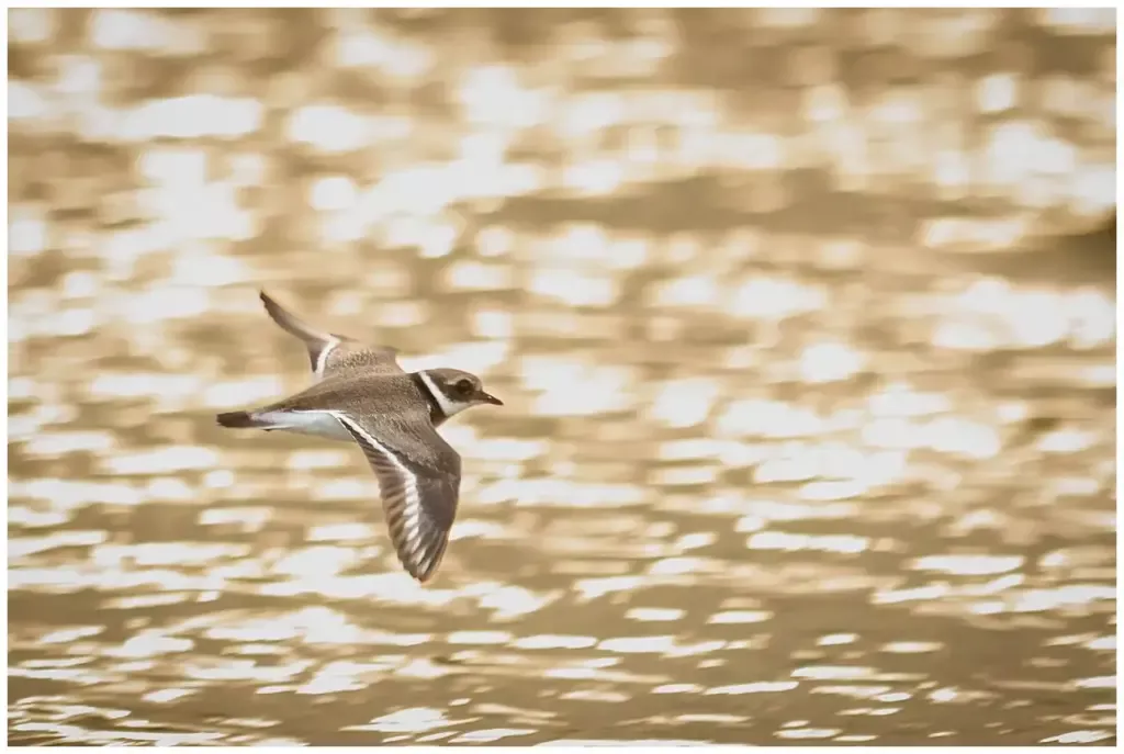 Större Strandpipare - (Common Ringed Plover) flyger över vatten