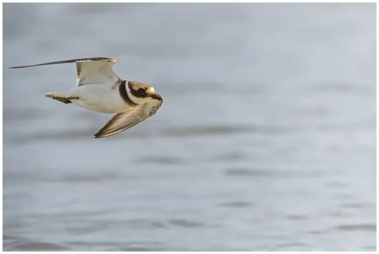 Större Strandpipare - (Common Ringed Plover)