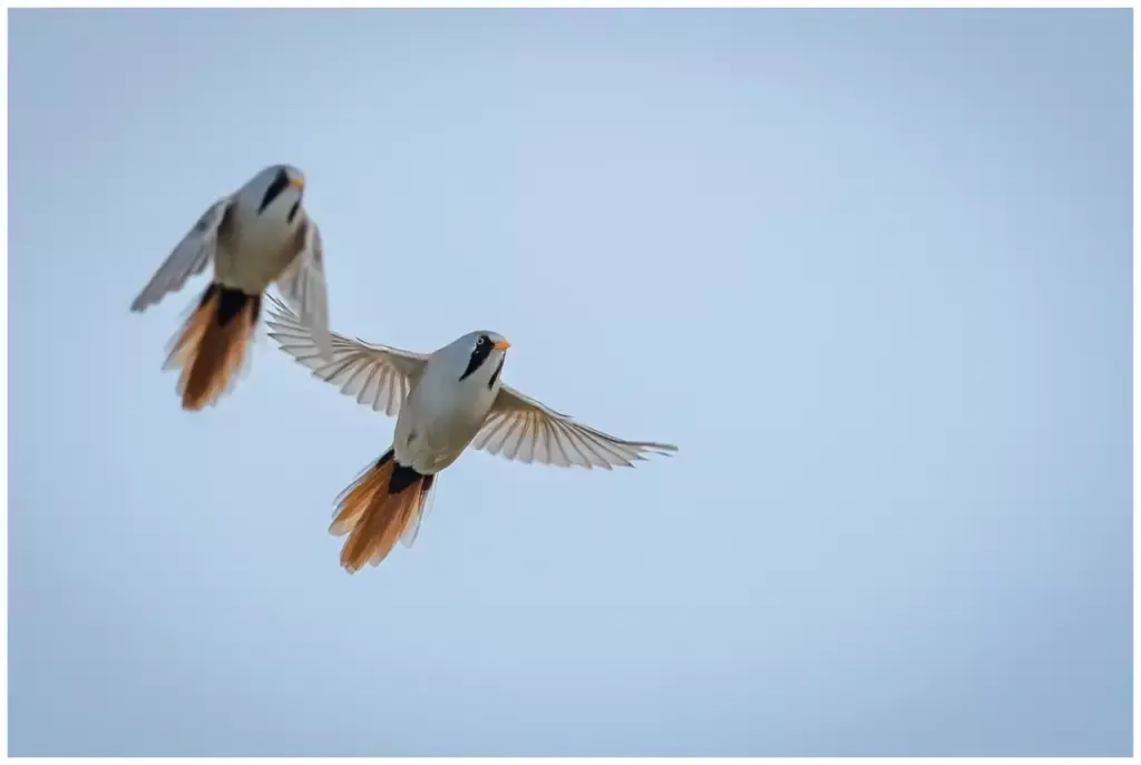 Skäggmes - (Bearded Reedling) - två stycken hannar som flyger