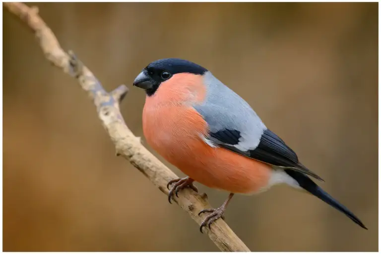 Domherre - (Common Bullfinch) hanne