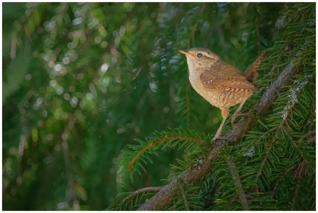 Gärdsmyg - Winter Wren