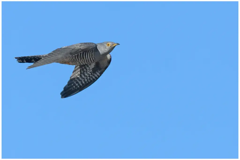 Gök – Common Cuckoo