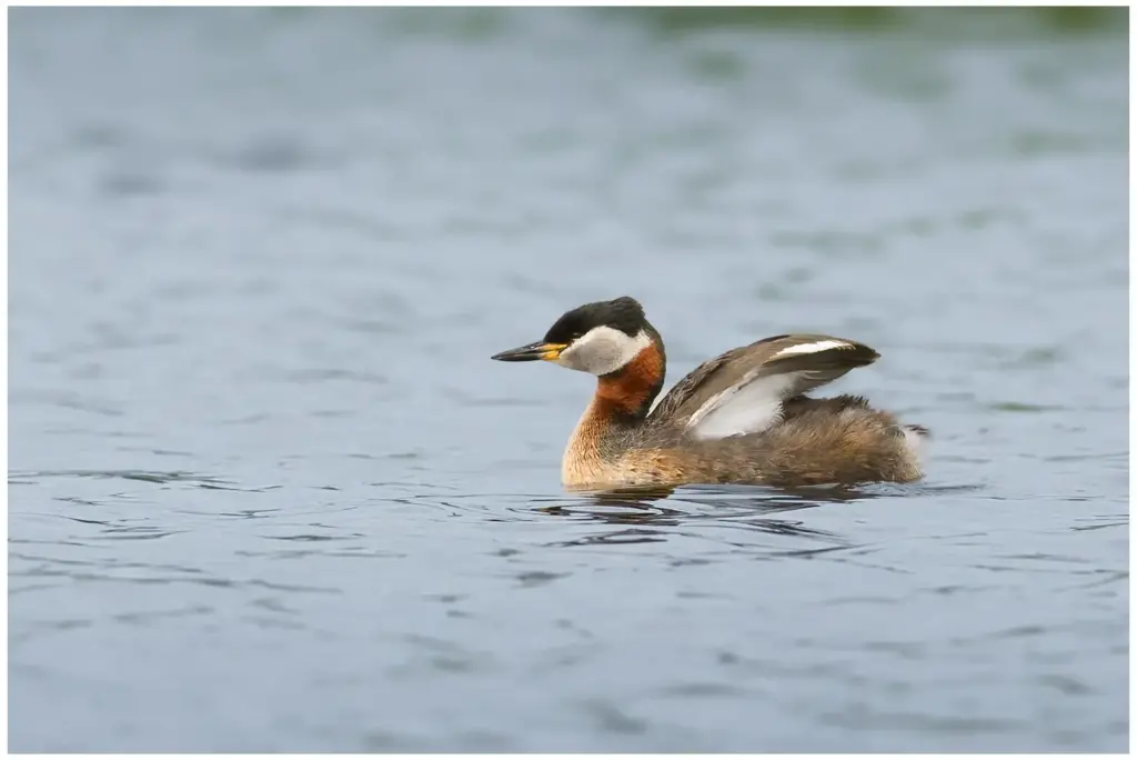 Gråhakedopping - Red-necked Grebe