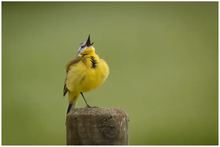 Gulärla - (Yellow Wagtail)