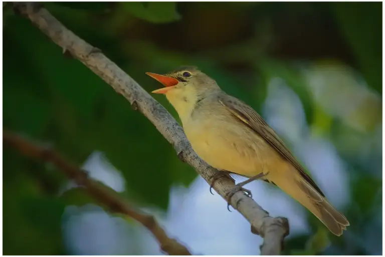 härmsångare -(icterine-warbler)