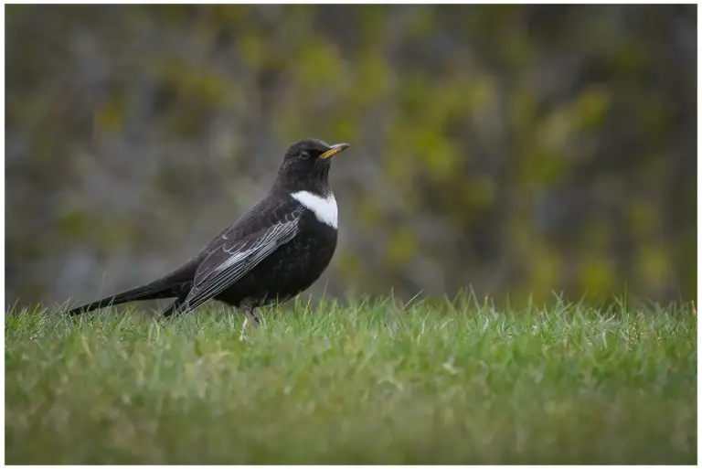 ringtrast - (ring-ouzel)