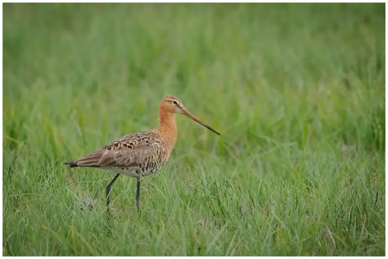 rödspov - (black-tailed godwit)